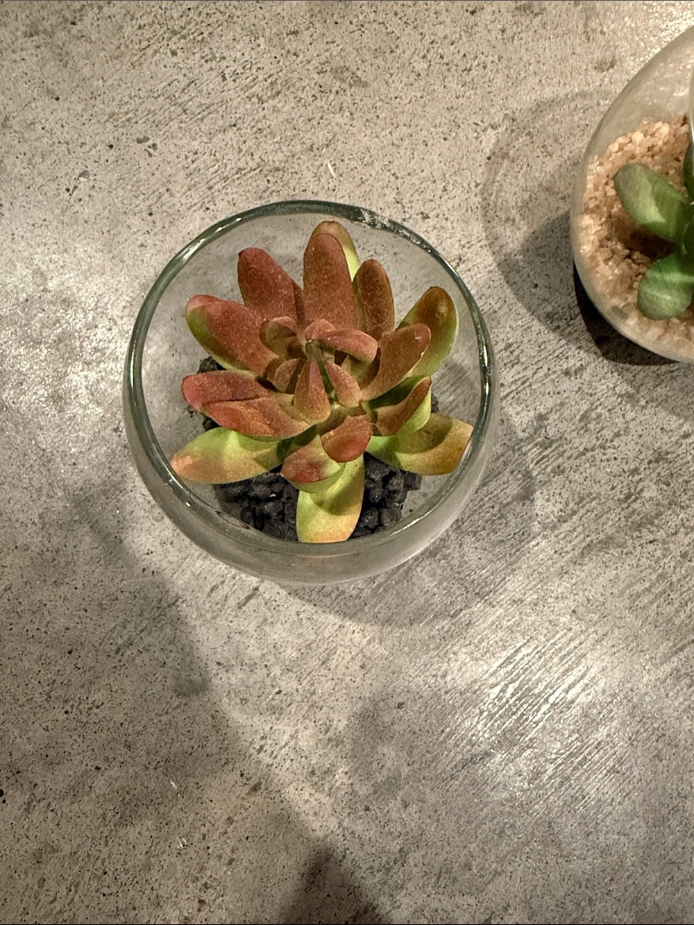 Artificial Succulent in Glass Bowl - Green & Red-Green Home Accent - Picture 3 of 5
